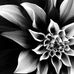 Profile Picture of Stella Laurent (@stella.laurent.980) on Facebook