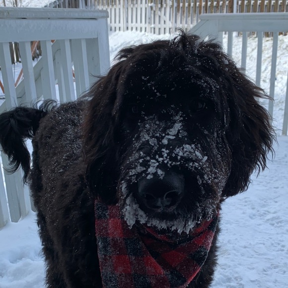 Profile Picture of Meredith Stoneman (@ms17mwe) on Poshmark