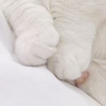 Profile Picture of Paw (@paw.tattoo) on Instagram