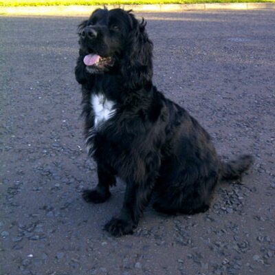 Profile Picture of David Darley (@davydarley) on Twitter