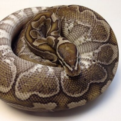 Profile Picture of Jackie Bailey (@PiReptiles) on Twitter