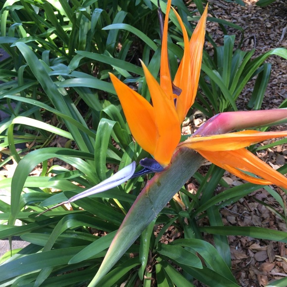 Profile Picture of Lynn Wilkinson (@lynnabelle) on Poshmark