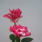 Profile Picture of Rasathi Selladurai (@rasathi.selladurai) on Facebook