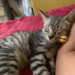 Profile Picture of Benjamin Yeo (@benooie) on Instagram