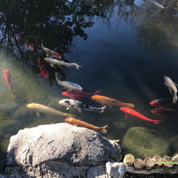 Profile Picture of Mark Tran (@vuztran) on Poshmark