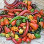 Profile Picture of Kyle's Blazing Hot Peppers (@kylesblazingbbq) on Instagram