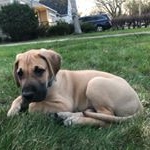 Profile Picture of Larry Pertz (@larrythelapdog) on Instagram
