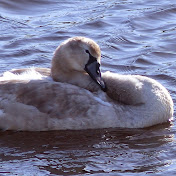 Profile Picture of Brian Robertshaw (@brianrobertshaw1178) on Youtube