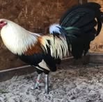 Profile Picture of Efren Saenz (@Efren-Saenz) on Facebook