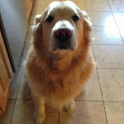 Profile Picture of Brendan Monahan (@bqmonahan09) on Youtube