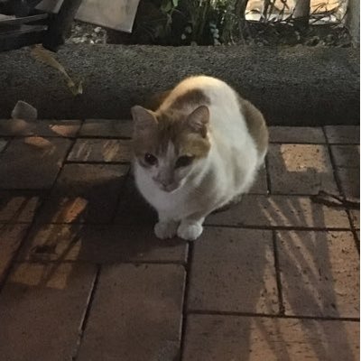 Profile Picture of Dan Yeung (@cadsdancouga) on Twitter