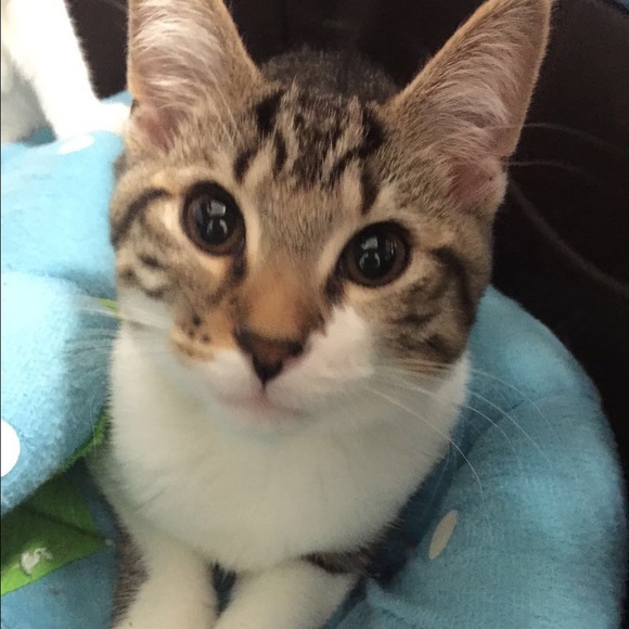 Profile Picture of Sheila Liu (@sheilaliu811) on Poshmark