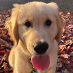 Profile Picture of Joey Franklin (@joey_the_golden_boy) on Instagram