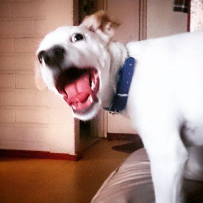 Profile Picture of Brian Spielman (@@spielmanbs94) on Twitter