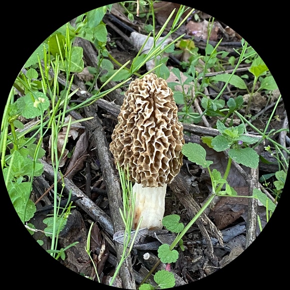 Melissa Gydesen - Poshmark Profile Picture of Melissa Gydesen (@bofancy2006) on Poshmark