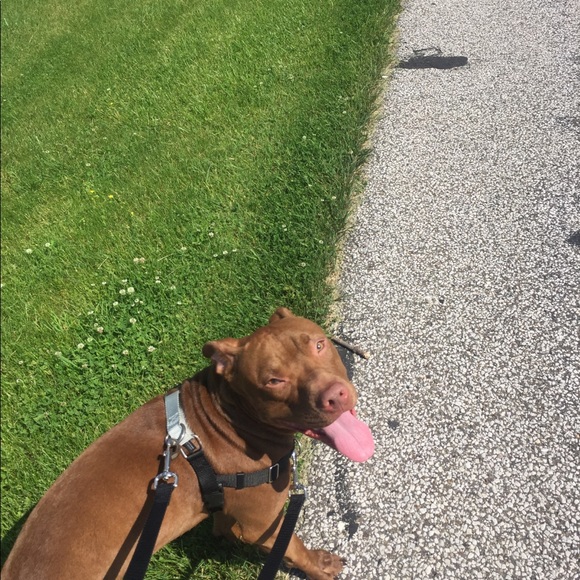 Profile Picture of David Tressler (@tressd) on Poshmark