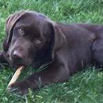 Profile Picture of Amber wendel (@amber_puppylove) on Instagram