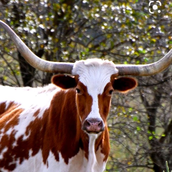 Profile Picture of Levi Miner (@levi_2006_16) on Tiktok