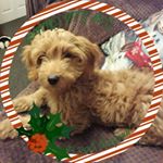 Profile Picture of Julia Edwards (@brambleswest) on Instagram