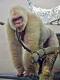 Profile Picture of Snowflake (gorilla)on Wikipedia