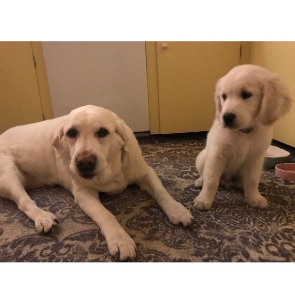 Profile Picture of Amy Pietlock (@amyp302) on Poshmark