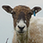 Profile Picture of Matthew Bird (@Birdage) on Flickr