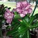 Profile Picture of Jean Berhow (@jean8172003) on Pinterest
