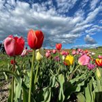 Profile Picture of Muhammad Bhutta (@haneef.bhutta) on Instagram