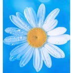 Profile Picture of Sarah falsetti (@sarah.falsetti.656808) on Facebook