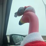 Profile Picture of Larry F. Lamingo (@crabby_flamingo) on Instagram