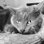 Profile Picture of Veronica Sutton (@nicha_82) on Instagram