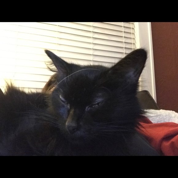 Profile Picture of Sharon Bardonner (@sbardonner) on Poshmark