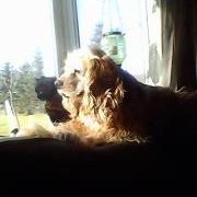 Profile Picture of Lisa Yates (@yateslisa) on Pinterest