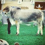 Profile Picture of Barbara Clay (@1cowgirldiva) on Instagram