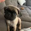 Profile Picture of Frank Bean (@@frankbpug) on Tiktok