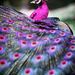 Profile Picture of Joyce Traylor (@jytraylorjt0596) on Pinterest