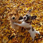 Profile Picture of Lucy&Cooper (@_cooper_lucy_) on Instagram