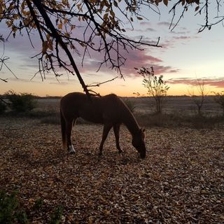 Profile Picture of Joyce Benning #BenningRanch (@benningjoyce) on Instagram