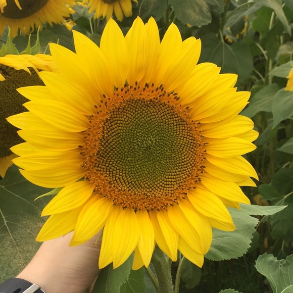 Profile Picture of Samantha Schurr (@sschurr1) on Poshmark