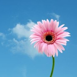 Profile Picture of SteveComan (@CaptComan) on Twitter