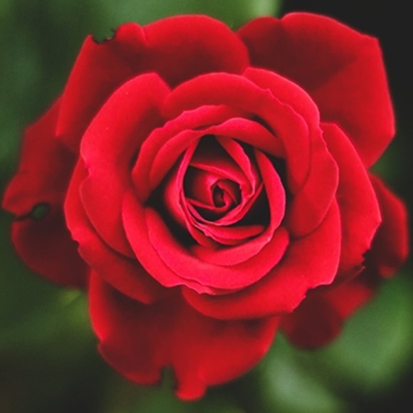 Heather Newlands - Poshmark Profile Picture of Heather Newlands (@roses_are_red_) on Poshmark