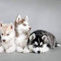 Profile Picture of Thomas Nyman (@thomas-nyman-7) on Quora