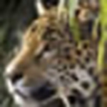 Profile Picture of Twylla Buvik (@twyllarae) on Flickr