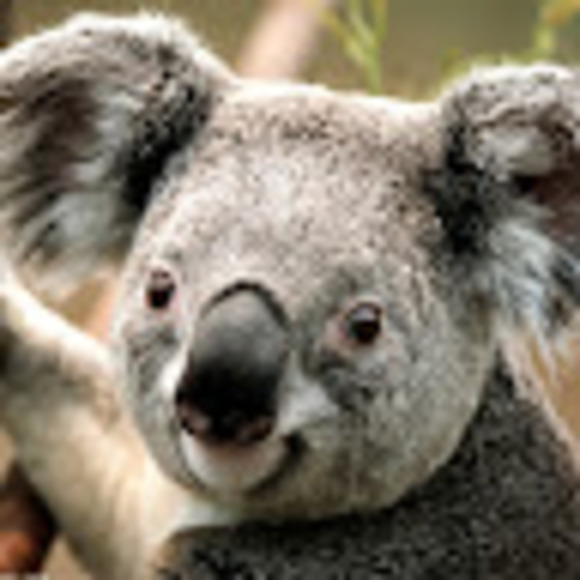 Profile Picture of Alex Cervino (@alex_cervino) on Poshmark