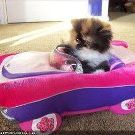 Profile Picture of Stacy Hudgens (@stacyhudgens) on Pinterest