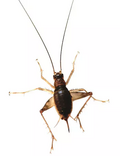 Profile Picture of Caconemobius forion Wikipedia