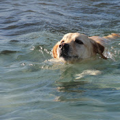 Profile Picture of Alfonso Calvo (@canpinos) on Youtube