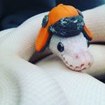 Profile Picture of Hannah Wolfe (@snak.ey) on Instagram