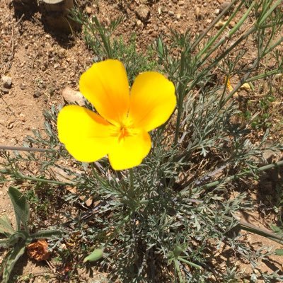 Profile Picture of M. Cecilia Traverso (@mceciliatravers) on Twitter