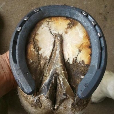 Profile Picture of Scott Gregory (@premium_farrier) on Twitter